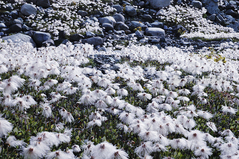 白山杨梅(Dryas Octopetala)